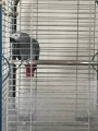 perroquet Gris du gabon mâle Darne