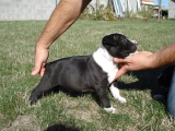 DON Chiot TYPE american staffordshire terrier mâle - NON L.O.F