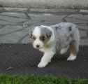A donner chiot type Berger Australien Mâle
