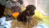 Chiot type Berger Allemand Non lof mâle à donner